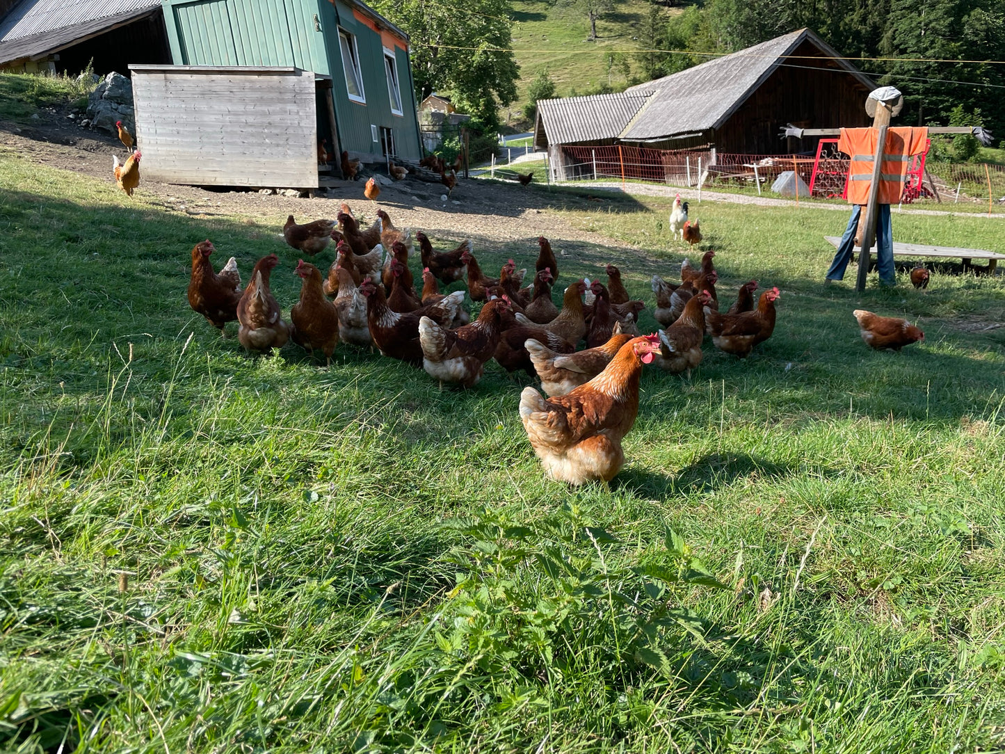 neue Hühner folgen laufend
