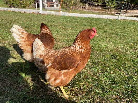 Huhn 056
