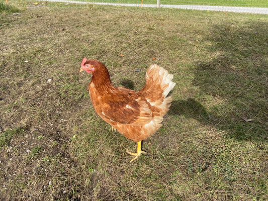 Huhn 047