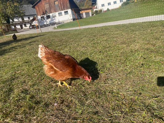 Huhn 050