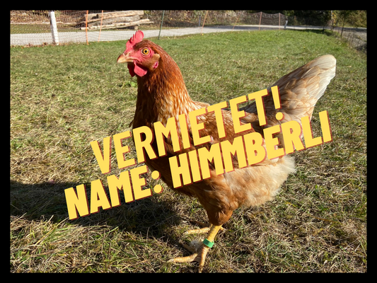 Huhn 061